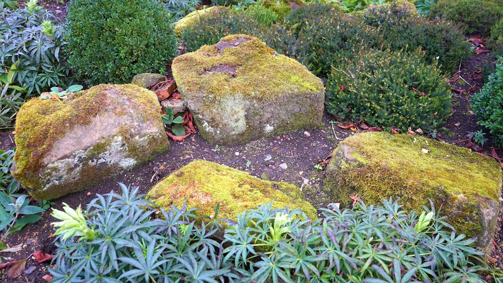 Photograph of landscape bed
