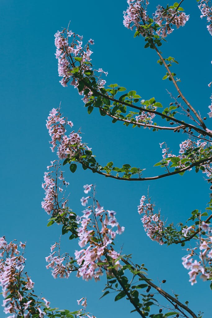 Blossoming tree against clear blue sky