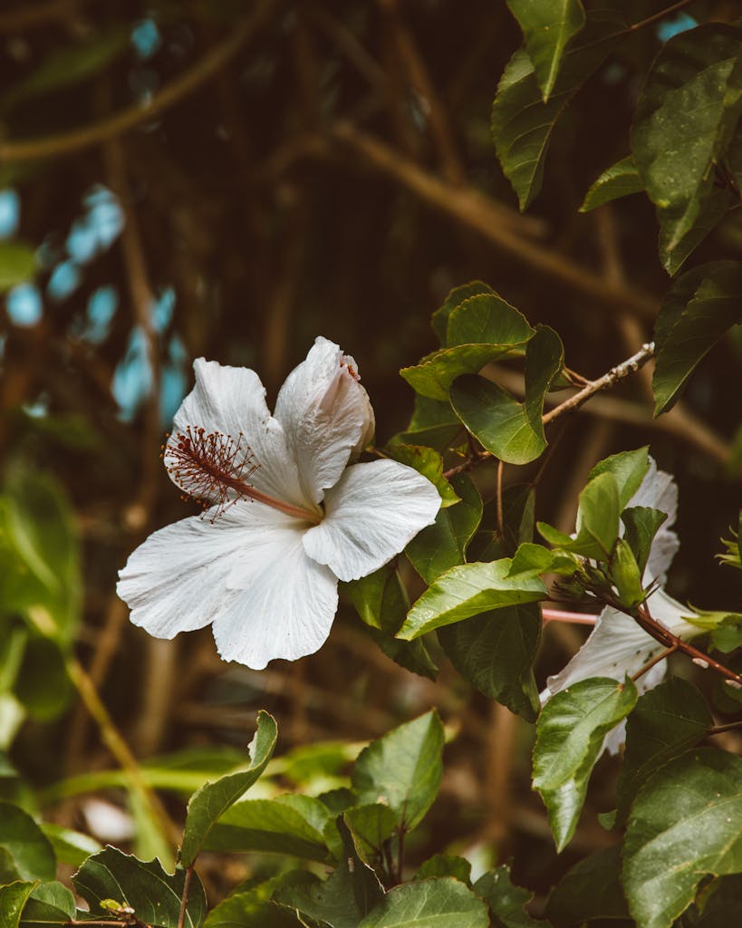White and Purple Flower in Tilt Shift Lens
